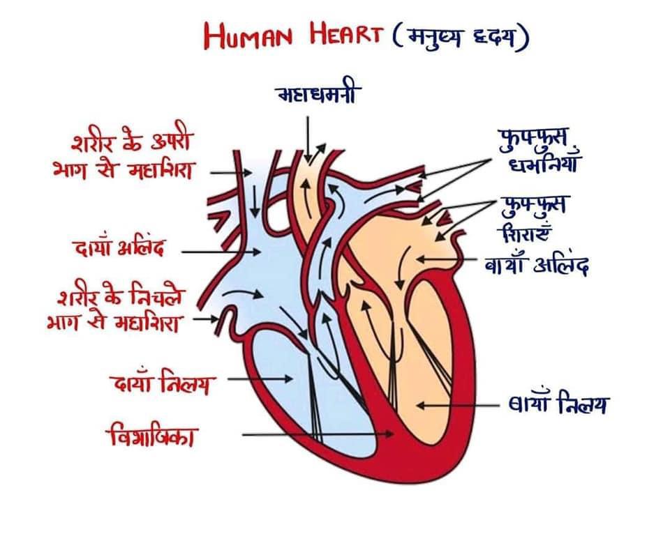 हृदय पंजरे के नीचे, सीने के केंद्र में और फेफड़ों के बीच में स्थित होता है। यह शंख के आकार जैसा होता है, जिसका सिरा बाईं ओर नीचे की ओर होता है और इसका वजन लगभग 298 ग्राम या 10.5 औंस होता है। हृदय 75% छाती के बाईं ओर और बाकी दाईं ओर स्थित होता है।