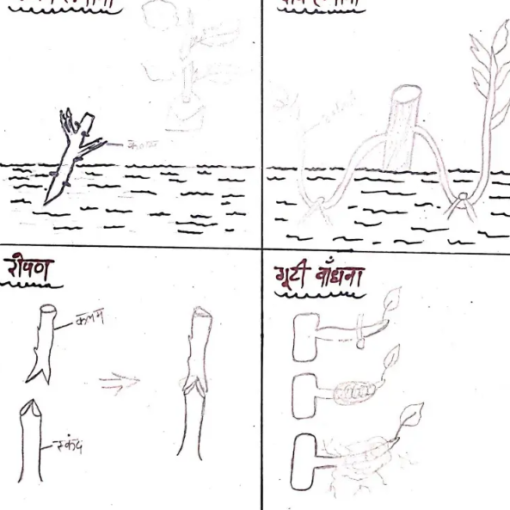 explain the importance of reproduction in organism