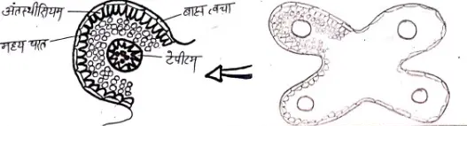 पुष्पी पौधों में लैंगिक जनन | Sexual Reproduction in Flowering Plants sexual reproduction in flowering plants notes - पुष्पी पौधों में लैंगिक जनन | Sexual Reproduction in Flowering Plants