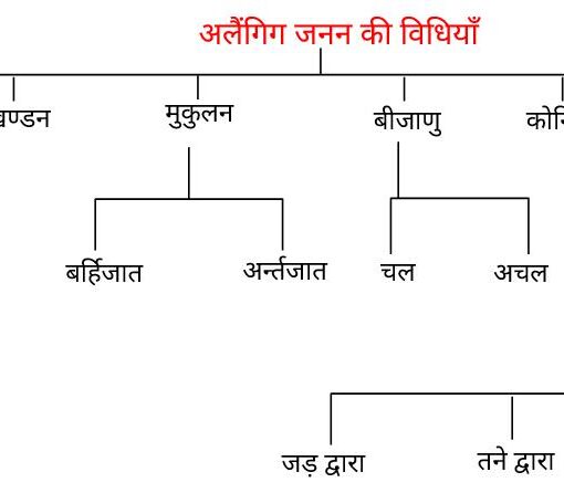 जीवों में जनन