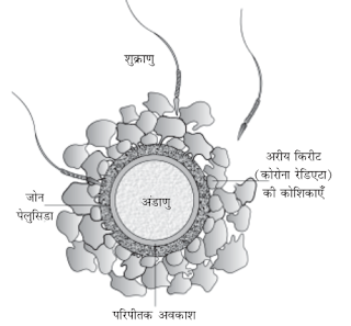 ग्राफी पुटक (ग्राफिएन फ़ॉलिकिल) का एक नामांकित आरेख बनाएँ