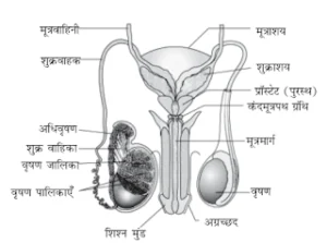 2. पुरूष जनन तंत्र का एक नामांकित आरेख बनाएँ 300x223 - पुरूष जनन-तंत्र का एक नामांकित आरेख बनाएँ