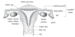 3. स्त्री जनन तंत्र का एक नामांकित आरेख बनाएँ 300x147 - स्त्री जनन-तंत्र का एक नामांकित आरेख बनाएँ